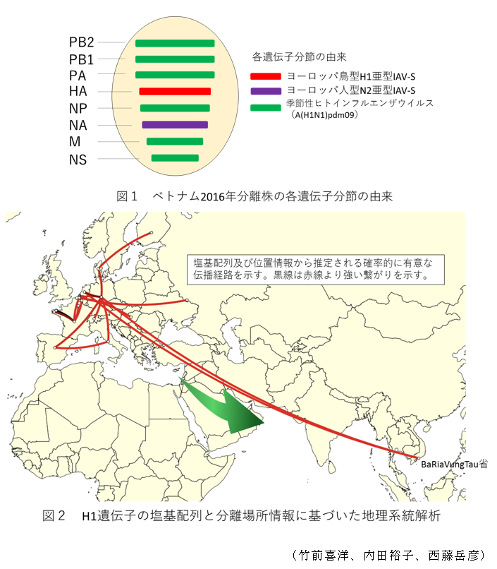 図1 ベトナム2016年分離株の各遺伝子分節の由来,図2 H1遺伝子の塩基配列と分離場所情報に基づいた地理系統解析