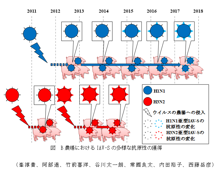 図 B農場におけるIAV-Sの多様な抗原性の獲得