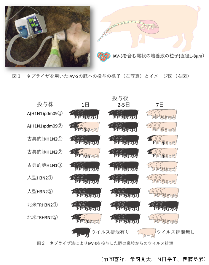 図1 ネプライザを用いたIAV-Sの豚への投与の様子(左写真)とイメージ図(右図),図2 ネプライザ法によりIAV-Sを投与した豚の鼻腔からのウイルス排泄