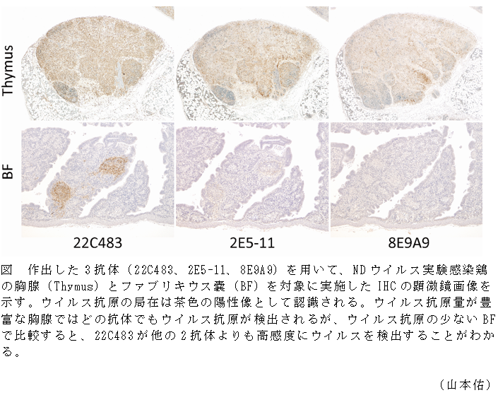 図 作出した3抗体(22C483、2E5-11、8E9A9)を用いて、NDウイルス実験感染鶏の胸腺(Thymus)とファブリキウス嚢(BF)を対象に実施したIHCの顕微鏡画像を示す