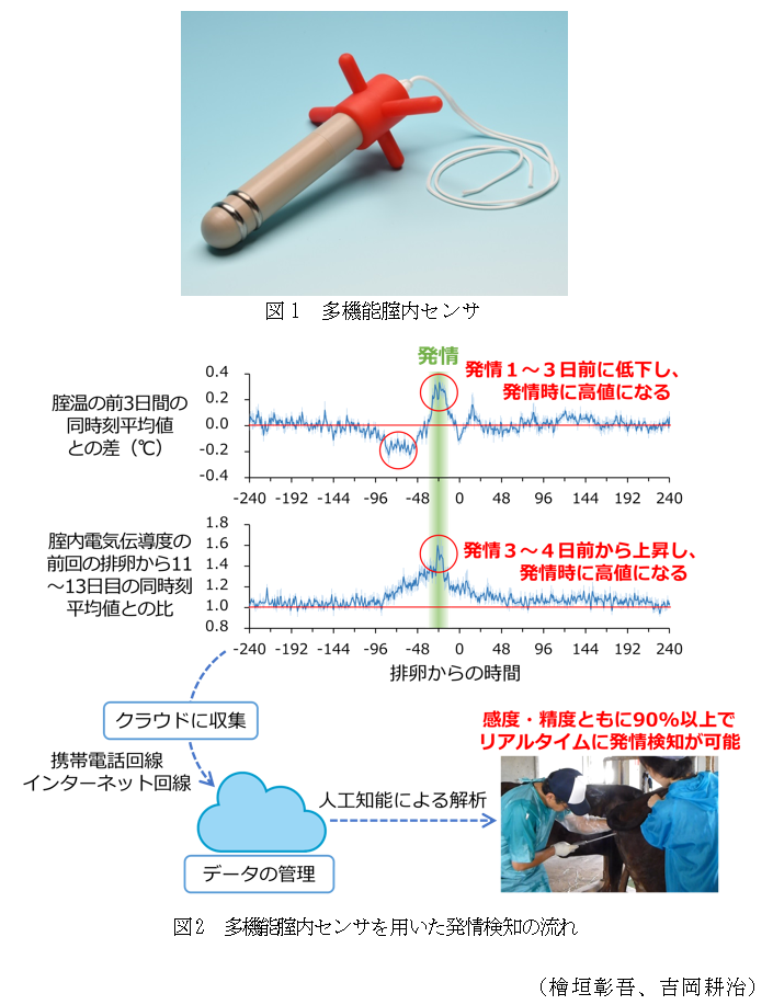 図1 多機能腟内センサ,図2 多機能腟内センサを用いた発情検知の流れ