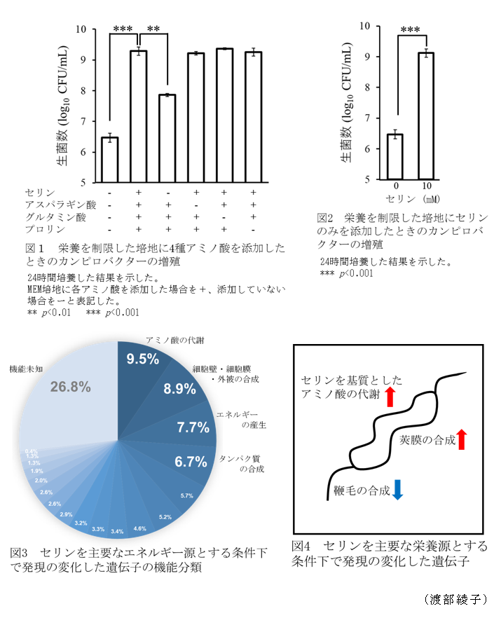 図1 栄養を制限した培地に4種アミノ酸を添加したときのカンピロバクターの増殖,図2 栄養を制限した培地にセリンのみを添加したときのカンピロバクターの増殖,図3 セリンを主要なエネルギー源とする条件下で発現の変化した遺伝子の機能分類,図4 セリンを主要な栄養源とする条件下で発現の変化した遺伝子