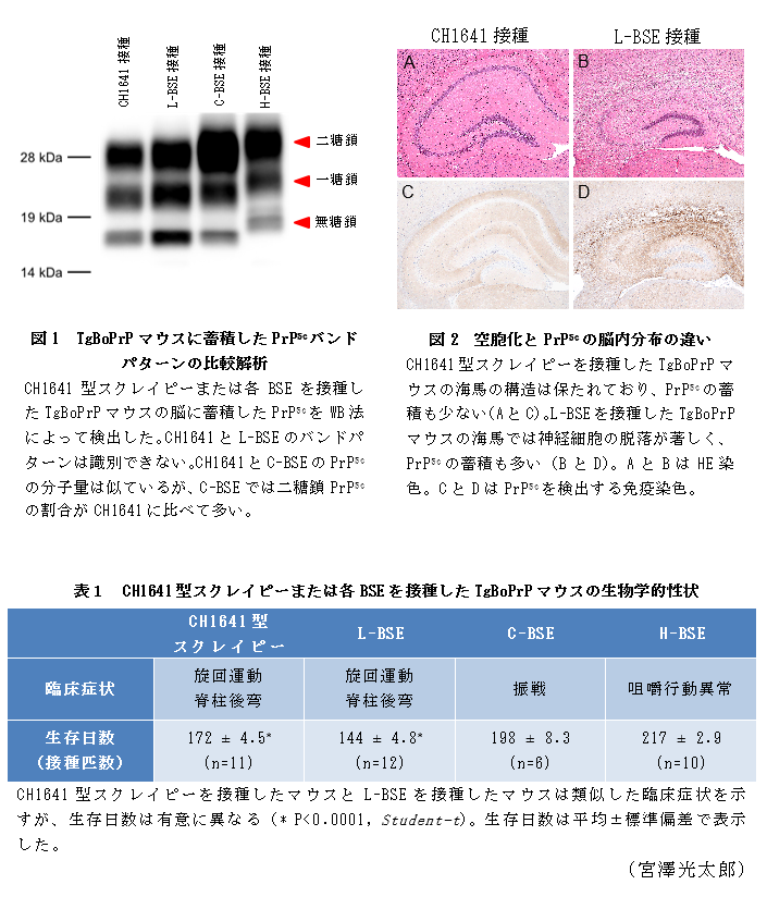 図1 TgBoPrPマウスに蓄積したPrPScバンドパターンの比較解析,図2 空胞化とPrPScの脳内分布の違い,表1 CH1641型スクレイピーまたは各BSEを接種したTgBoPrPマウスの生物学的性状