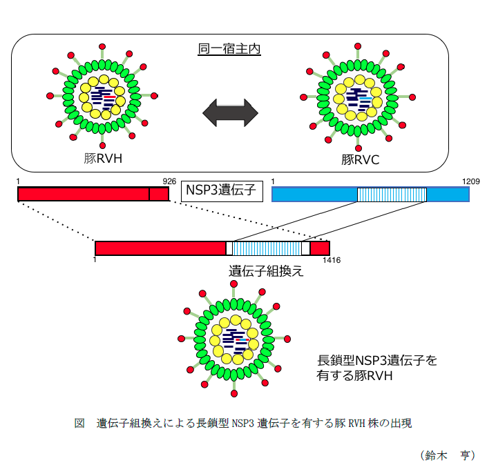 図 遺伝子組換えによる長鎖型NSP3遺伝子を有する豚RVH株の出現