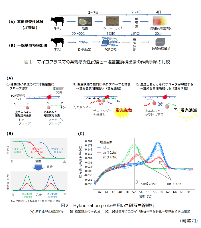 図1 マイコプラズマの薬剤感受性試験と一塩基置換検出法の作業手順の比較,図2 Hybridization probeを用いた融解曲線解析