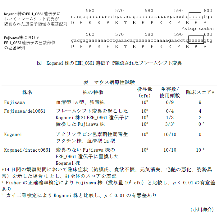図 Koganei株のERH_0661遺伝子で確認されたフレームシフト変異,表 マウス病原性試験