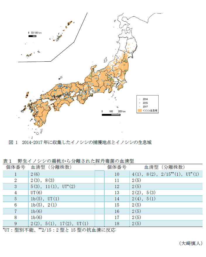 図 1 2014-2017年に収集したイノシシの捕獲地点とイノシシの生息域,表1 野生イノシシの扁桃から分離された豚丹毒菌の血清型