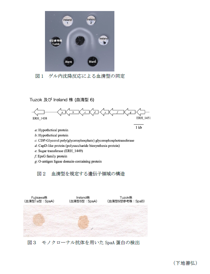 図1 ゲル内沈降反応による血清型の同定,図2 血清型を規定する遺伝子領域の構造,図3 モノクローナル抗体を用いたSpaA蛋白の検出