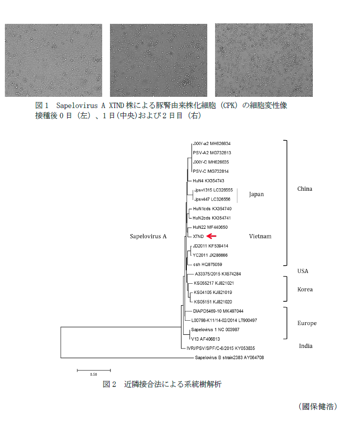 図1 Sapelovirus A XTND株による豚腎由来株化細胞(CPK)の細胞変性像,図2 近隣接合法による系統樹解析