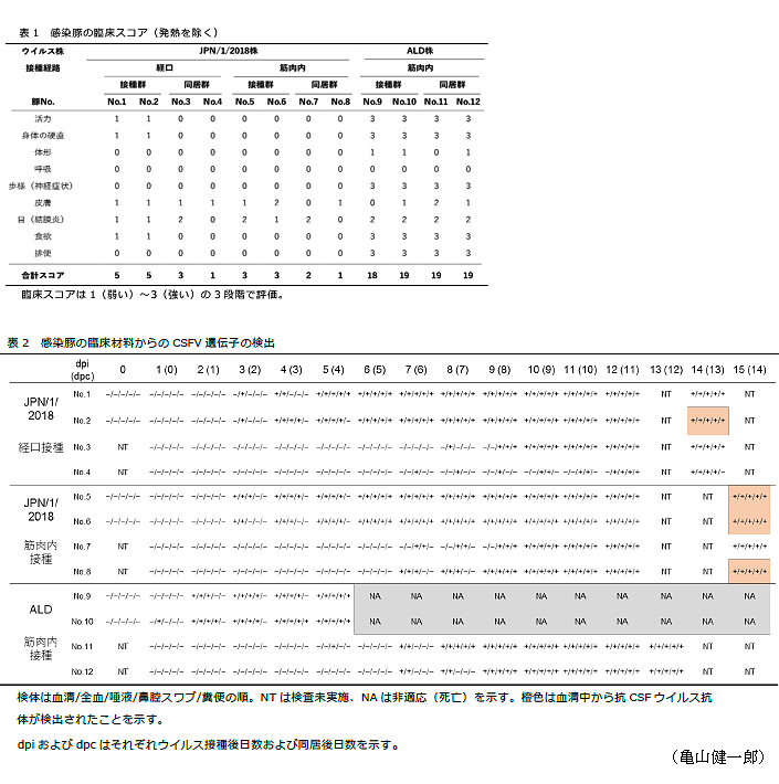 表1 感染豚の臨床スコア,表2 感染豚の臨床材料からのCSFV遺伝子の検出