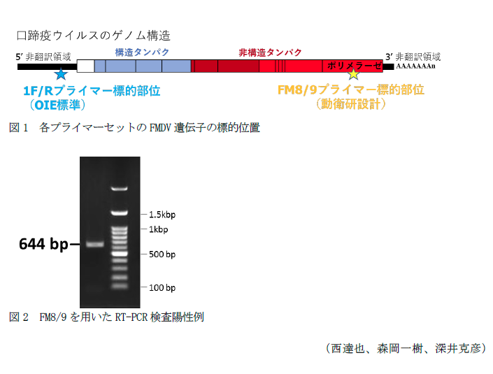 図1 各プライマーセットのFMDV遺伝子の標的位置,図2 FM8/9を用いたRT-PCR検査陽性例