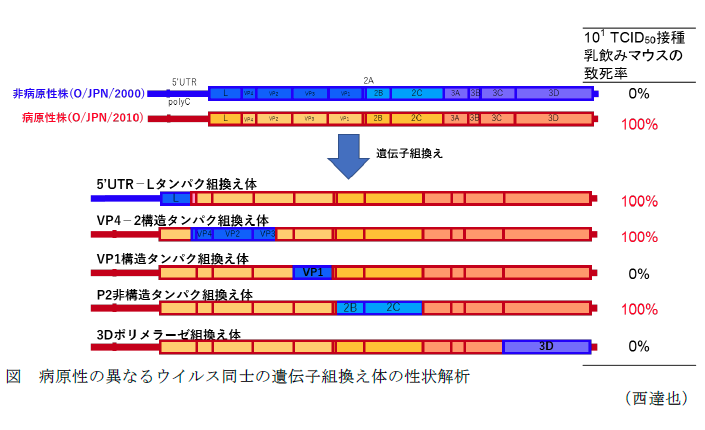 図 病原性の異なるウイルス同士の遺伝子組換え体の性状解析