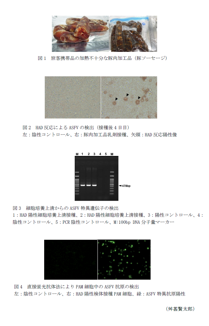 図1 旅客携帯品の加熱不十分な豚肉加工品(豚ソーセージ),図2 HAD反応によるASFVの検出(接種後4日目),図3 細胞培養上清からのASFV特異遺伝子の検出,図4 直接蛍光抗体法によりPAM細胞中のASFV抗原の検出