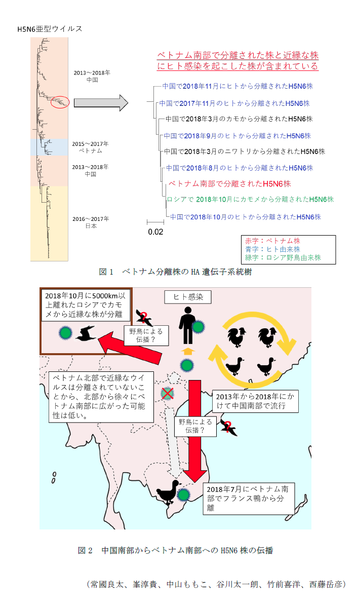 図1 ベトナム分離株のHA遺伝子系統樹,図2 中国南部からベトナム南部へのH5N6株の伝播