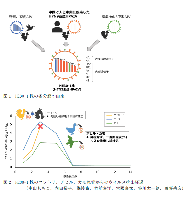 図1 HE30-1株の各分節の由来,図2 HE30-1株のニワトリ、アヒル、カモ気管からのウイルス排出経過