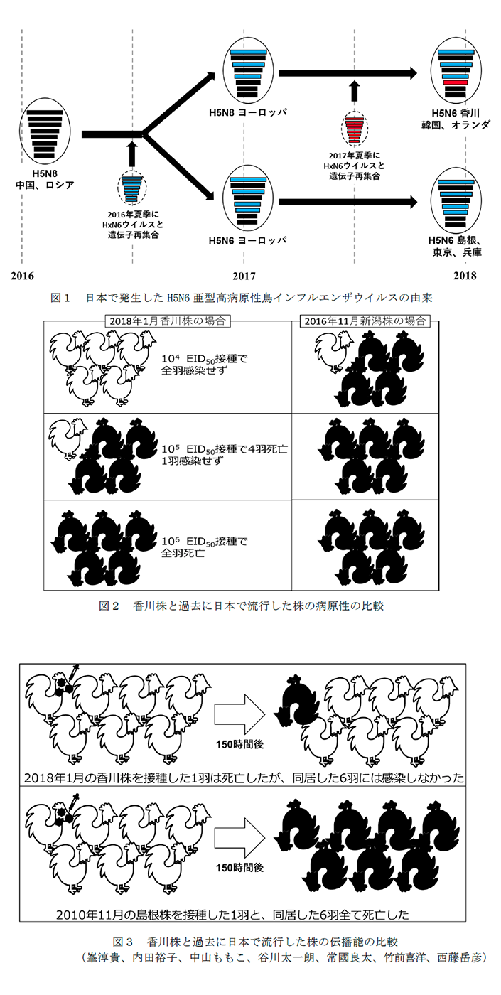 図1 日本で発生したH5N6亜型高病原性鳥インフルエンザウイルスの由来,図2 香川株と過去に日本で流行した株の病原性の比較,図3 香川株と過去に日本で流行した株の伝播能の比較