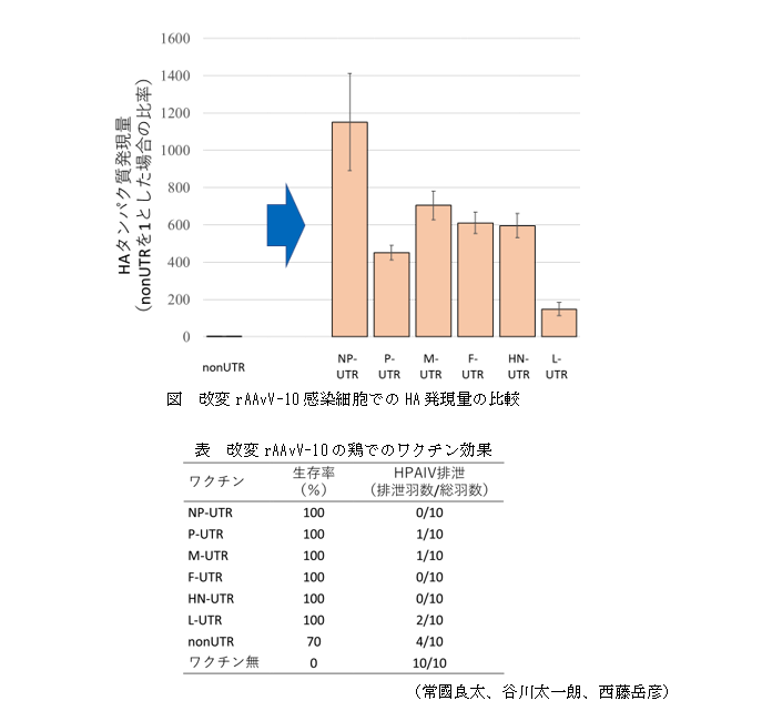 図 改変rAAvV-10感染細胞でのHA発現量の比較,表 改変rAAvV-10の鶏でのワクチン効果