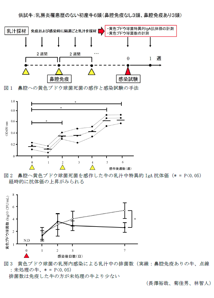 図1 鼻腔への黄色ブドウ球菌死菌の感作と感染試験の手法,図2 鼻腔へ黄色ブドウ球菌死菌を感作した牛の乳汁中特異的IgA抗体価,図3 黄色ブドウ球菌の乳房内感染による乳汁中の排菌数