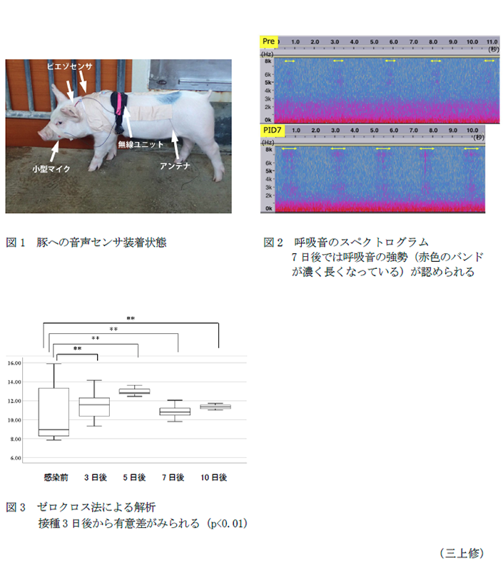図1 豚への音声センサ装着状態,図2 呼吸音のスペクトログラム,図3 ゼロクロス法による解析