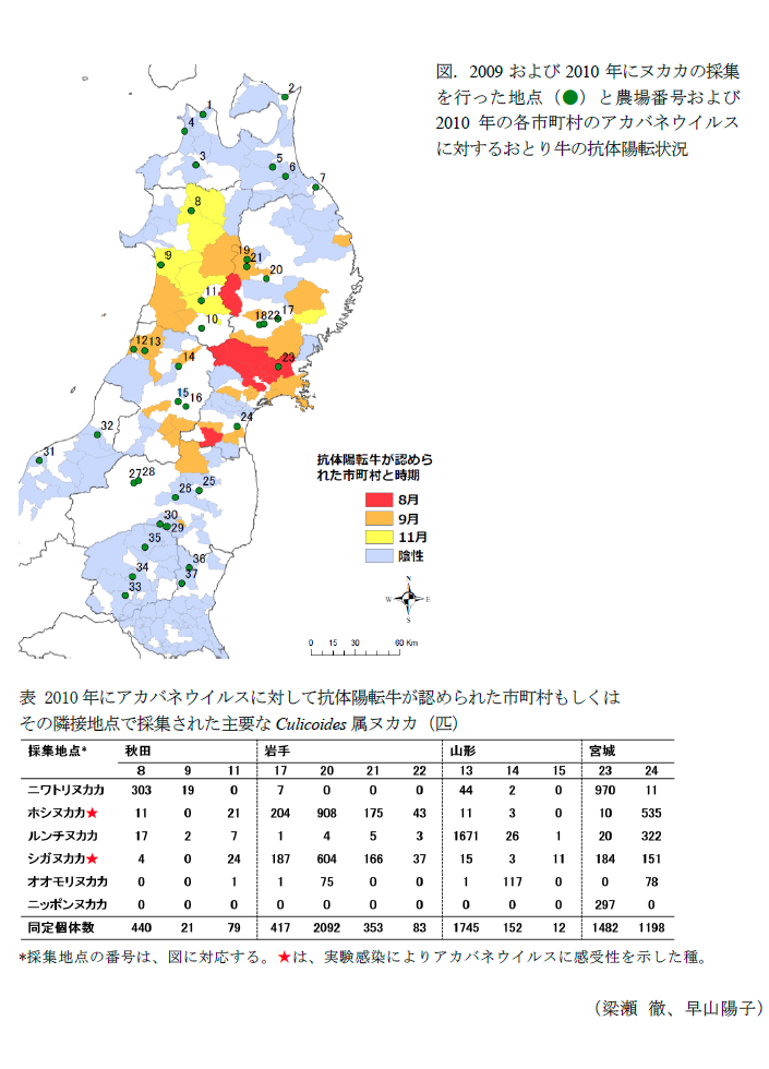 図.2009および2010年にヌカカの採集を行った地点(●)と農場番号および2010年の各市町村のアカバネウイルスに対するおとり牛の抗体陽転状況,表 2010年にアカバネウイルスに対して抗体陽転牛が認められた市町村もしくはその隣接地点で採集された主要なCulicoides属ヌカカ(匹)