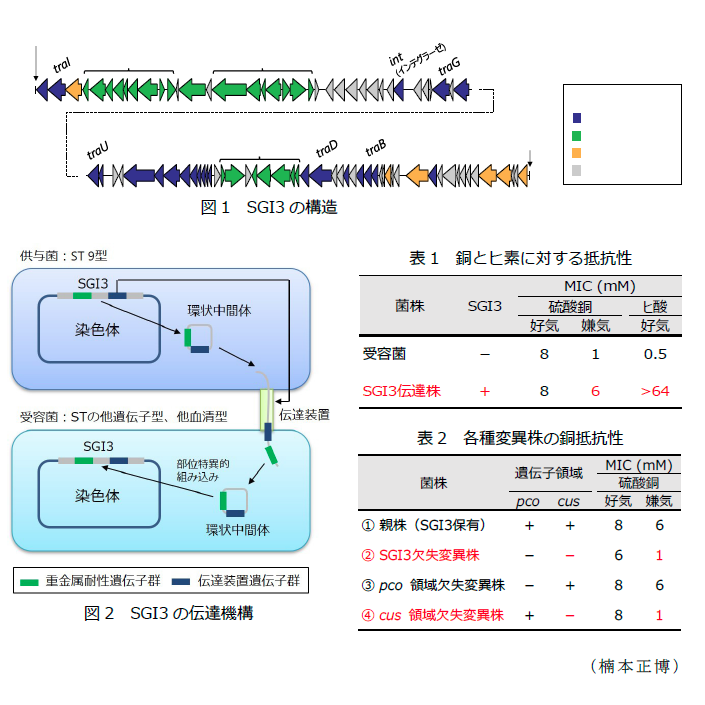 図1 SGI3の構造,図2 SGI3の伝達機構,表1 銅とヒ素に対する抵抗性,表2 各種変異株の銅抵抗性