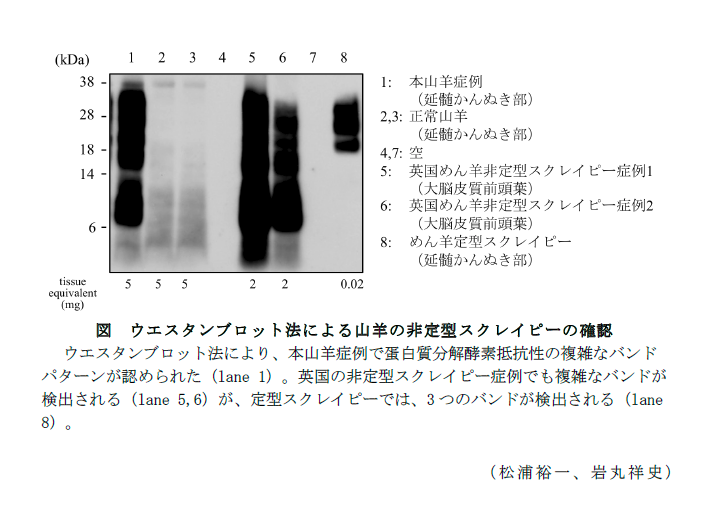 図 ウエスタンブロット法による山羊の非定型スクレイピーの確認