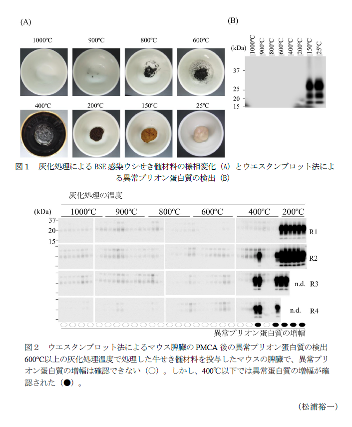 図1 灰化処理によるBSE感染ウシせき髄材料の様相変化,図2 ウエスタンブロット法によるマウス脾臓のPMCA後の異常プリオン蛋白質の検出