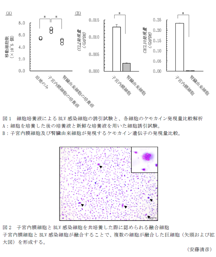 図1 細胞培養液によるBLV感染細胞の誘引試験と、各細胞のケモカイン発現量比較解析 A:細胞を培養した後の培養液と新鮮な培養液を用いた細胞誘引試験。 B:子宮内膜細胞及び腎臓由来細胞が発現するケモカイン遺伝子の発現量比較。,図2 子宮内膜細胞とBLV感染細胞を共培養した際に認められる融合細胞