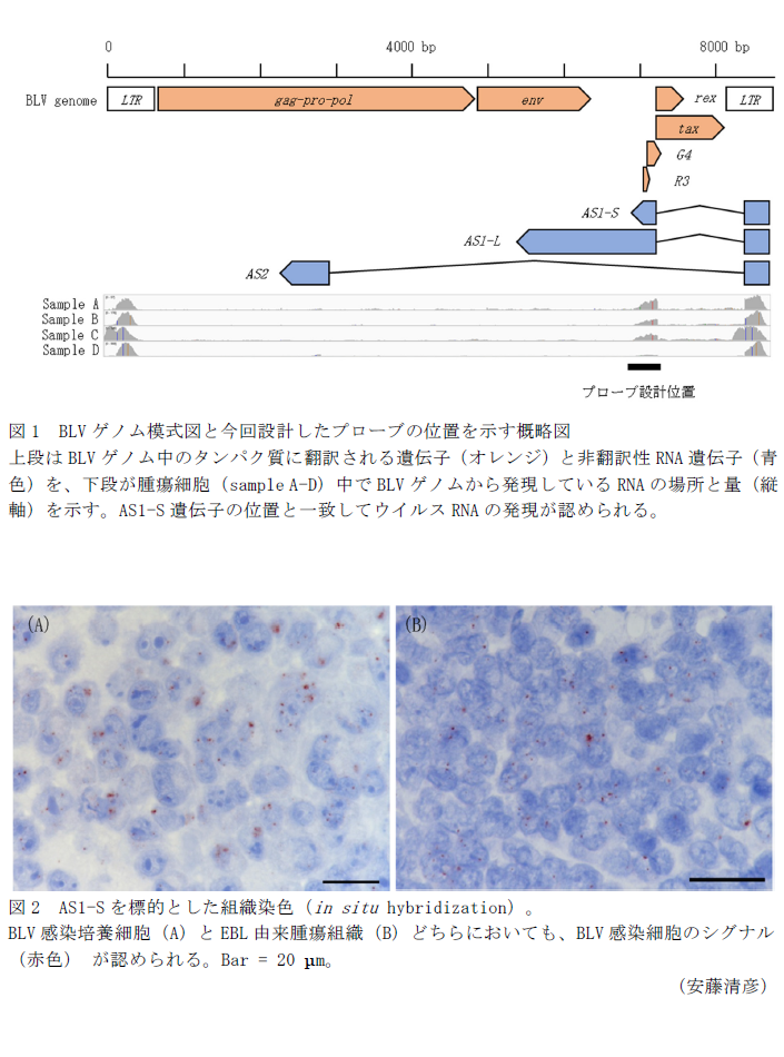 図1 BLVゲノム模式図と今回設計したプローブの位置を示す概略図,図2 AS1-Sを標的とした組織染色(in situ hybridization)。 BLV感染培養細胞(A)とEBL由来腫瘍組織(B)