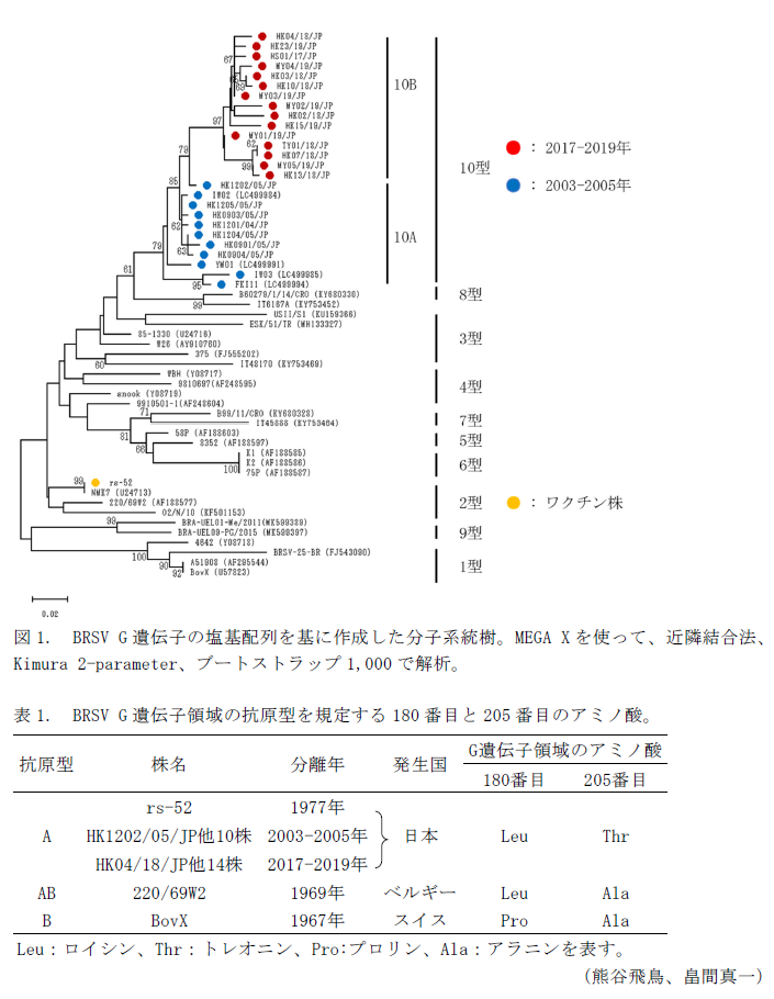 図1. BRSV G遺伝子の塩基配列を基に作成した分子系統樹。,表1. BRSV G遺伝子領域の抗原型を規定する180番目と205番目のアミノ酸。