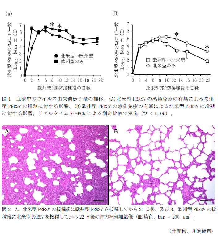 図1 血清中のウイルス由来遺伝子量の推移。(A)北米型PRRSVの感染免疫の有無による欧州型PRRSVの増殖に対する影響、(B)欧州型PRRSVの感染免疫の有無による北米型PRRSVの増殖に対する影響。,図2 A、北米型PRRSVの接種後に欧州型PRRSVを接種してから21日後、及びB、欧州型PRRSVの接種後に北米型PRRSVを接種してから22日後の肺の病理組織像。