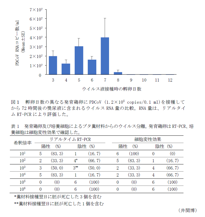 図1 孵卵日数の異なる発育鶏卵にPDCoV (1.2×10&sup5; copies/0.1 ml)を接種してから72時間後の奬尿液に含まれるウイルスRNA量の比較。,表1 発育鶏卵及び培養細胞によるブタ糞材料からのウイルス分離。