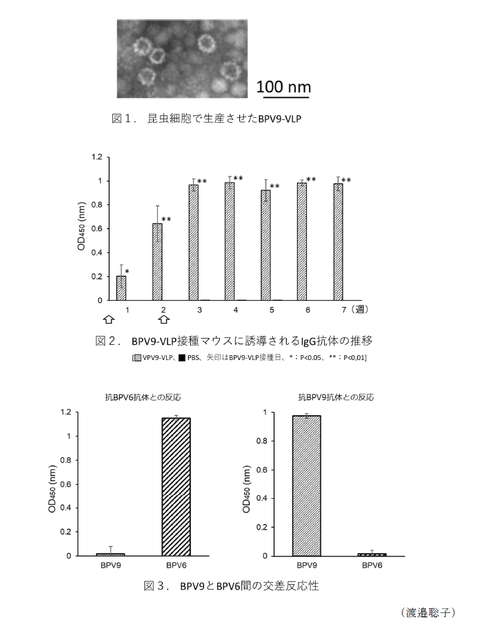 図1. 昆虫細胞で生産させたBPV9-VLP,図2. BPV9-VLP接種マウスに誘導されるIgG抗体の推移,図3. BPV9とBPV6間の交差反応性