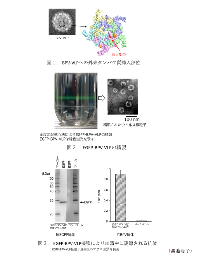 図1. BPV-VLPへの外来タンパク質挿入部位,図2. EGFP-BPV-VLPの精製,図3. EGFP-BPV-VLP接種により血清中に誘導される抗体