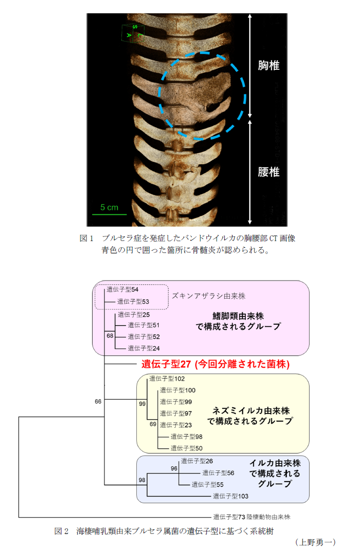 図1 ブルセラ症を発症したバンドウイルカの胸腰部CT画像,図2 海棲哺乳類由来ブルセラ属菌の遺伝子型に基づく系統樹