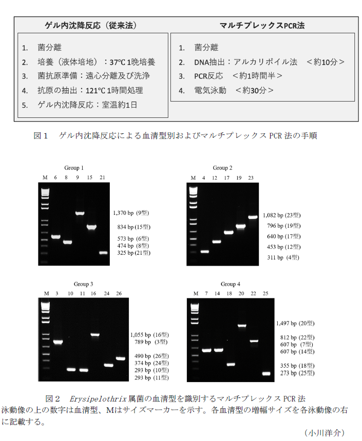 図1 ゲル内沈降反応による血清型別およびマルチプレックスPCR法の手順,図2 Erysipelothrix属菌の血清型を識別するマルチプレックスPCR法