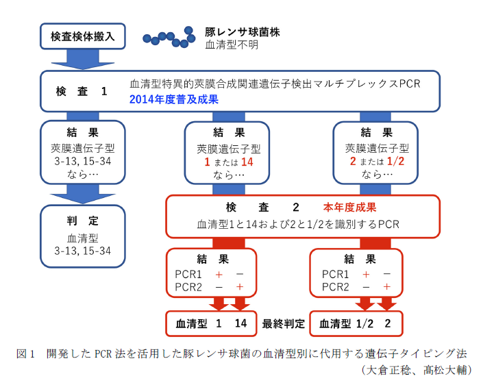 図1 開発したPCR法を活用した豚レンサ球菌の血清型別に代用する遺伝子タイピング法