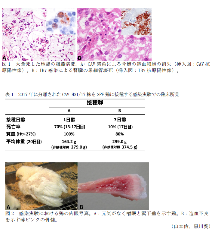 図1 大量死した地鶏の組織病変。A: CAV感染による骨髄の造血細胞の消失(挿入図:CAV抗原陽性像)。B:IBV感染による腎臓の尿細管壊死(挿入図:IBV抗原陽性像)。,表1 2017年に分離されたCAV HS1/17株をSPF鶏に接種する感染実験での臨床所見,図2 感染実験における鶏の肉眼写真。A:元気がなく嗜眠と翼下垂を示す鶏。B:造血不良を示す薄ピンクの骨髄。