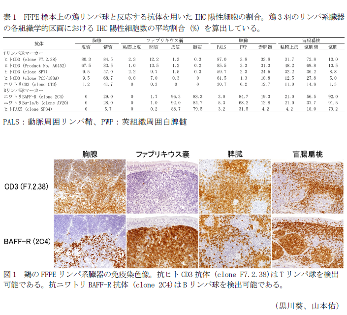 表1 FFPE標本上の鶏リンパ球と反応する抗体を用いたIHC陽性細胞の割合。鶏3羽のリンパ系臓器の各組織学的区画におけるIHC陽性細胞数の平均割合(%)を算出している。,図1 鶏のFFPEリンパ系臓器の免疫染色像。抗ヒトCD3抗体 (clone F7.2.38)はTリンパ球を検出可能である。抗ニワトリBAFF-R抗体 (clone 2C4)はBリンパ球を検出可能である。