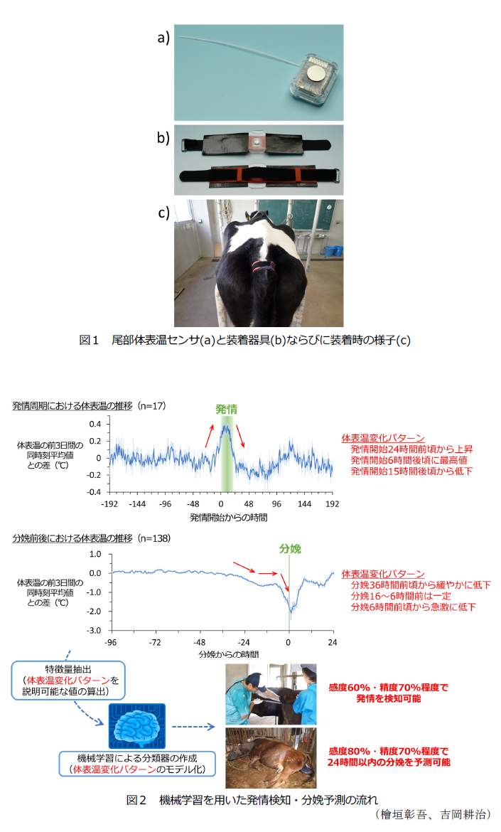 図1 尾部体表温センサ(a)と装着器具(b)ならびに装着時の様子(c),図2 機械学習を用いた発情検知・分娩予測の流れ