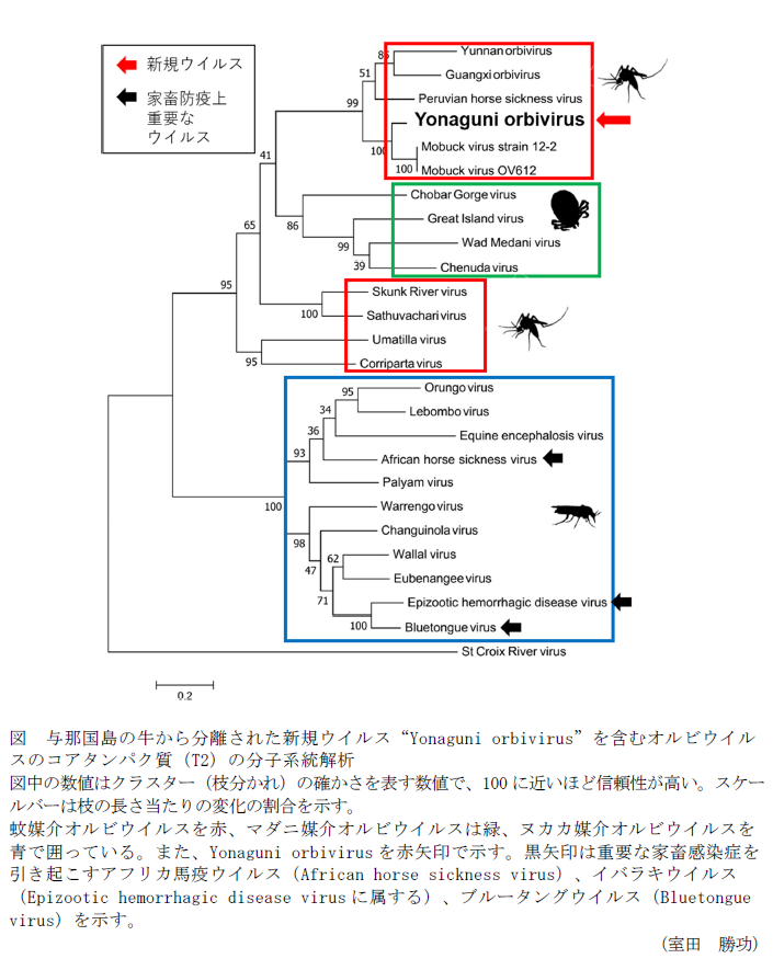 図 与那国島の牛から分離された新規ウイルス"Yonaguni orbivirus"を含むオルビウイルスのコアタンパク質(T2)の分子系統解析