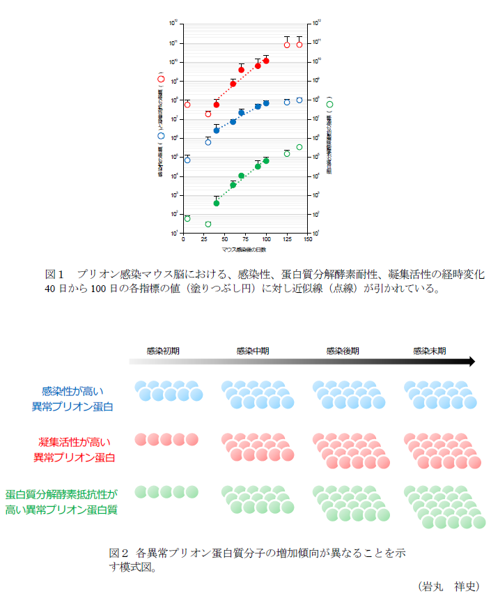 図1 プリオン感染マウス脳における、感染性、蛋白質分解酵素耐性、凝集活性の経時変化 40日から100日の各指標の値(塗りつぶし円)に対し近似線(点線)が引かれている。,図2 各異常プリオン蛋白質分子の増加傾向が異なることを示す模式図。