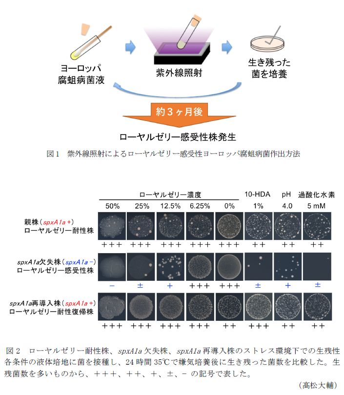 図1 紫外線照射によるローヤルゼリー感受性ヨーロッパ腐蛆病菌作出方法,図2 ローヤルゼリー耐性株、spxA1a欠失株、spxA1a再導入株のストレス環境下での生残性 各条件の液体培地に菌を接種し、24時間35°Cで嫌気培養後に生き残った菌数を比較した。生残菌数を多いものから、+++、++、+、±、− の記号で表した。