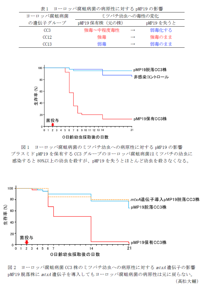 表1 ヨーロッパ腐蛆病菌の病原性に対するpMP19の影響,図1 ヨーロッパ腐蛆病菌のミツバチ幼虫への病原性に対するpMP19の影響,図2 ヨーロッパ腐蛆病菌CC3株のミツバチ幼虫への病原性に対するmtxA遺伝子の影響