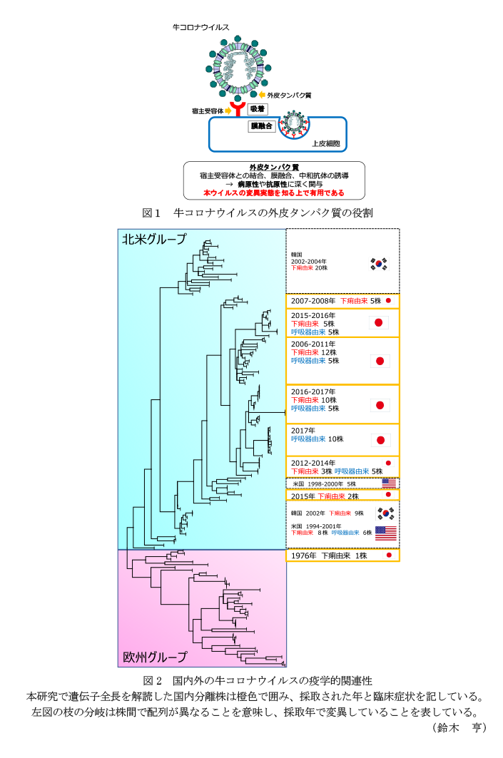 図1 牛コロナウイルスの外皮タンパク質の役割,図2 国内外の牛コロナウイルスの疫学的関連性