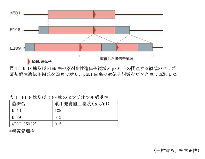 図1 E148株及びE189株の薬剤耐性遺伝子領域とpEQ1上の関連する領域のマップ,表1 E148株及びE189株のセフチオフル感受性