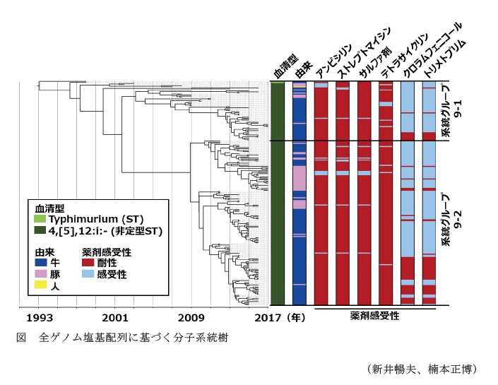 図 全ゲノム塩基配列に基づく分子系統樹