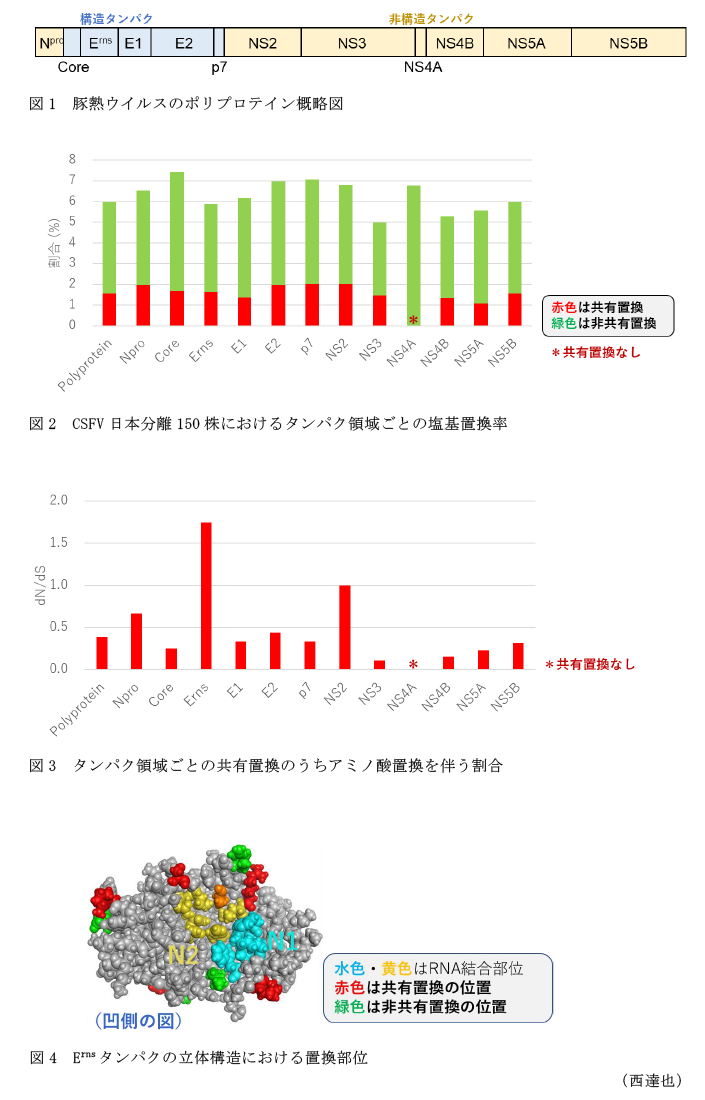 図1 豚熱ウイルスのポリプロテイン概略図,図2 CSFV日本分離150株におけるタンパク領域ごとの塩基置換率,図3 タンパク領域ごとの共有置換のうちアミノ酸置換を伴う割合,図4 Ernsタンパクの立体構造における置換部位