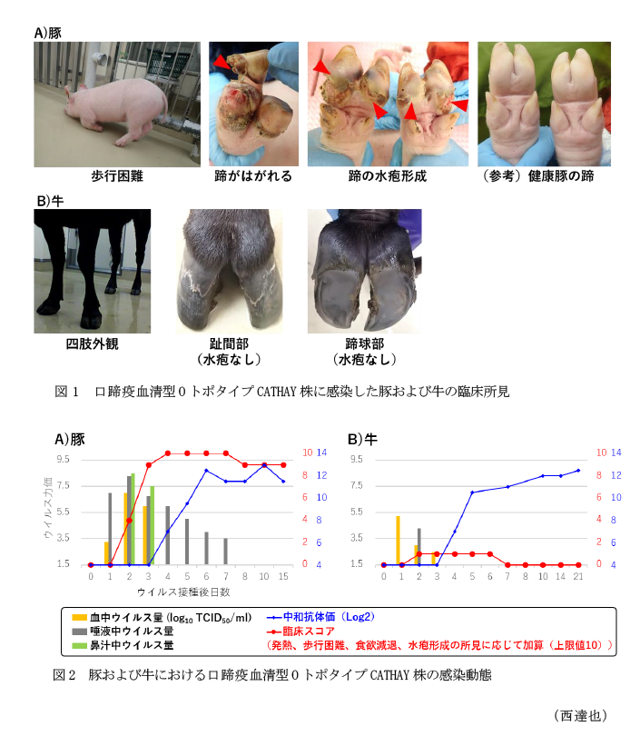 図1 口蹄疫血清型OトポタイプCATHAY株に感染した豚および牛の臨床所見,図2 豚および牛における口蹄疫血清型OトポタイプCATHAY株の感染動態