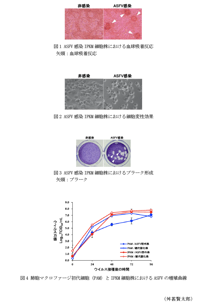 図1 ASFV感染IPKM細胞株における血球吸着反応 矢頭:血球吸着反応,図2 ASFV感染IPKM細胞株における細胞変性効果,図3 ASFV感染IPKM細胞株におけるプラーク形成 矢頭:プラーク,図4 肺胞マクロファージ初代細胞(PAM)とIPKM細胞株におけるASFVの増殖曲線